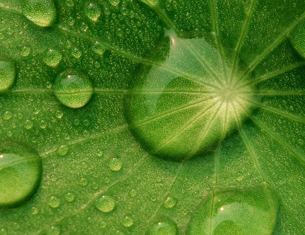 Centella Asiatica Extract